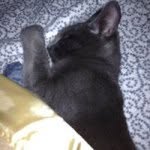 Crystal Padgett - @ditchflythrifts - Instagram