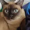 CrystalPatrick_ - @crystalpatrick_ - TikTok