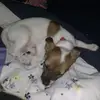 Crystal Phipps - @rolo_the_polo - TikTok