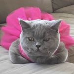 Crystal puckett - @purrrnelope - Instagram