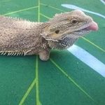 Crystal Ruth - @rollie_pollie_friends_rescue - Instagram