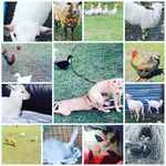 Crystal Slater - @sng_mother_kluckin_farm - Instagram