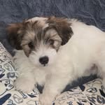 Crystal McGhinnis Spradlin - @rosepetalrescue81 - Instagram