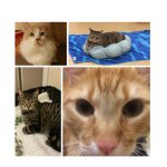 Crystal Springs Pet Hospital - @crystalspringspethospital - Instagram