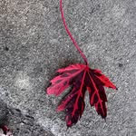 Crystal Graham Starkey - @greenfieldstar - Instagram