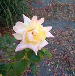 Crystal Stevenson - Facebook