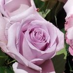 Crystal Stilwell - @free2fly19 - Instagram