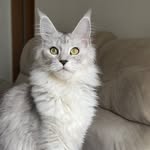Crystalstorm Cattery - @crystalstorm_coonies - Instagram