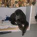 Crystal Suggs Pet Groomer Tulare ca - Facebook