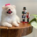 Crystal Urban - @cachorricesdacrystal - Instagram