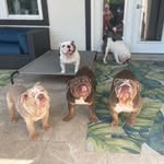 Crystal Vaughn - @bombshell_bulldawgs - Instagram