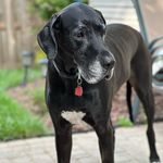 Crystal Winters - @jojo_super_dog - Instagram