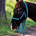 Crystalyn Jones - @bhw.equineropesupplies - Instagram