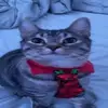 Goobie_Snoobert - @0ct0ling_ - TikTok