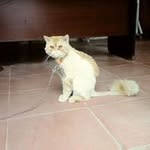 Cừ Hoang - @cu.hoang.102361 - Instagram