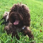 Brownie 💙 - @brownie_cuba - Instagram