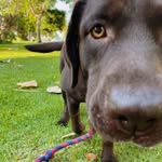 Cuba The Brown Dog - @cuba_browndog - Instagram