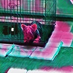 Cuba Martinez - @cuba_the.dog - Instagram