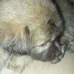 cubby brown - @babycubby_ - Instagram