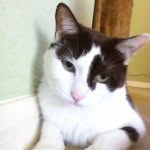 Cubby Brown Cow Harvey - @cubbytown12349 - Instagram
