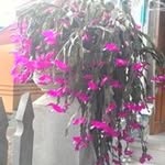 Cuc Dao - @cuc.dao.5891 - Instagram