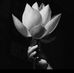 Cuc Ha - Facebook