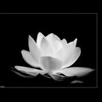 Cuc Hoang - Facebook