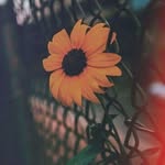 Cuc Ngo - @fanjack1999 - Instagram