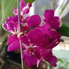 Cuc Phan - @cuc.phan84 - TikTok
