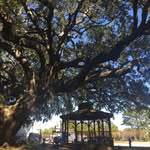 Curtis Garrison - @curtis_the_tree_man - Instagram