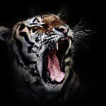 curt hill - @roarshack55 - Instagram