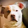 hydecurtiss3 - @hydecurtiss3 - TikTok
