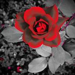 Curt Rauhut - @curtrauhut965 - Instagram