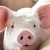curtisschroeder4 - @curtisschroeder4 - TikTok