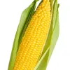 Corn man 🌽 - @cornman.69 - TikTok