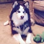 Curtis Culpepper - @culpeppercurtis - Instagram