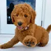 Curtis🐾 - @curlycurtis - TikTok