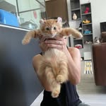 Curtis the Curl - @curtisthecurl - Instagram