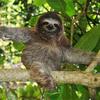 Curtis Dailey - @dad_sloth - TikTok