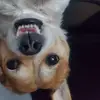 Curtis Dodson - @curtis.dodson5 - TikTok