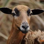 Curtis Wantobe Freeman - @curtis_wantobe_freeman - Instagram