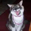 Kelly Curtis Helms - @kellycurtishelms - TikTok