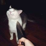 Curtis Jefferson - @tomatopotato69 - Instagram