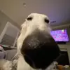 Kellercurtis - @kellercurtis.7.3 - TikTok