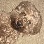 Curtis Millar - @curtisthecowardlydawg - Instagram