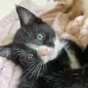 Levi Curtis Peters - @crazycatmanlevi - TikTok