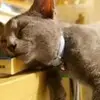 CURTIS PIERRE - @curtis.pierre5 - TikTok