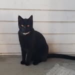 Cyndi Brown - @kittykittykat10 - Instagram