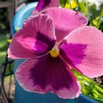 Cindy Conway - @oneconwaygirl60 - Instagram