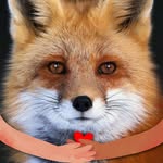 Cyndi Fox - @cyndi.la.zorra - Instagram